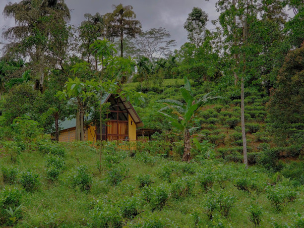 rainforest-clay-cabin-big-3