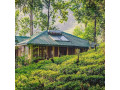 tea-cottage-resort-small-2