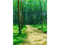 horana-mawak-oya-small-1