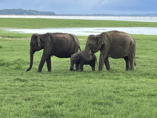 Kaudulla National Park Safari in Polonnaruwa