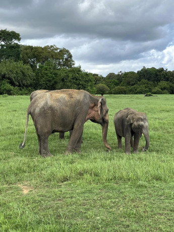 kaudulla-national-park-safari-in-polonnaruwa-big-1