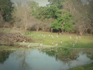 Chameera Yala Safari