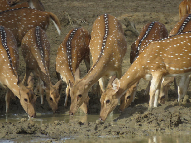 yala-national-park-with-hkn-morning-safari-big-1