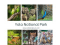 yala-national-park-safari-in-yala-small-0