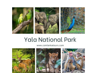 Yala National Park Safari in Yala