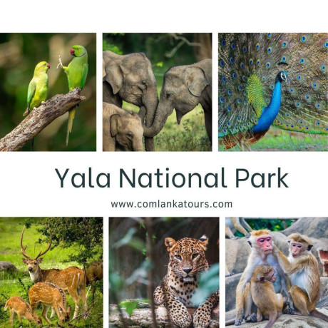 yala-national-park-safari-in-yala-big-0