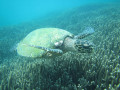 snorkeling-at-coral-island-pigeon-island-in-nilaveli-small-1