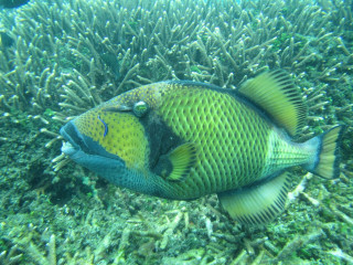 Snorkeling at Coral Island & Pigeon Island in Nilaveli