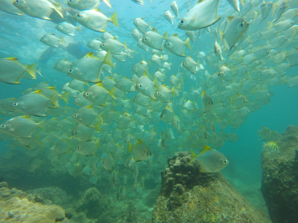 snorkeling-at-coral-island-pigeon-island-in-nilaveli-big-2