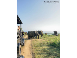 Udawalawa Wild Elephant Safari in Minneriya