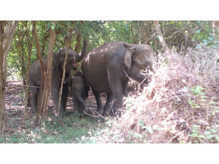 Wasgamuwa Sampath Safari Jeep