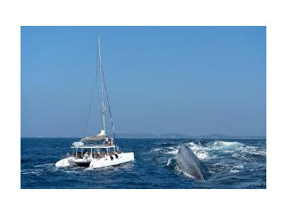 Whale Watching with Sail Lanka