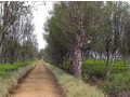 hatale-tea-estate-bungalow-in-wattegama-small-2