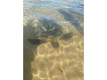 turtle-beach-a-coastal-sanctuary-for-nature-lovers-on-sri-lankas-southern-shore-in-galle-small-0