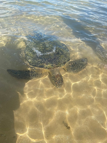 turtle-beach-a-coastal-sanctuary-for-nature-lovers-on-sri-lankas-southern-shore-in-galle-big-0