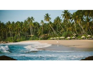 Ranga's Turtle Beach Point: A Coastal Sanctuary for Turtle Conservation and Natural Beauty in Galle