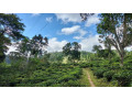 the-pekoe-trail-a-scenic-journey-through-sri-lankas-historic-tea-plantations-in-nuwaraeliya-small-3