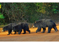 yala-national-park-a-premier-safari-destination-in-sri-lanka-small-0