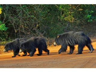 Yala National Park, A Premier Safari Destination in Sri Lanka