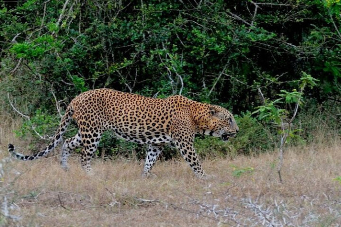 yala-national-park-a-premier-safari-destination-in-sri-lanka-big-1