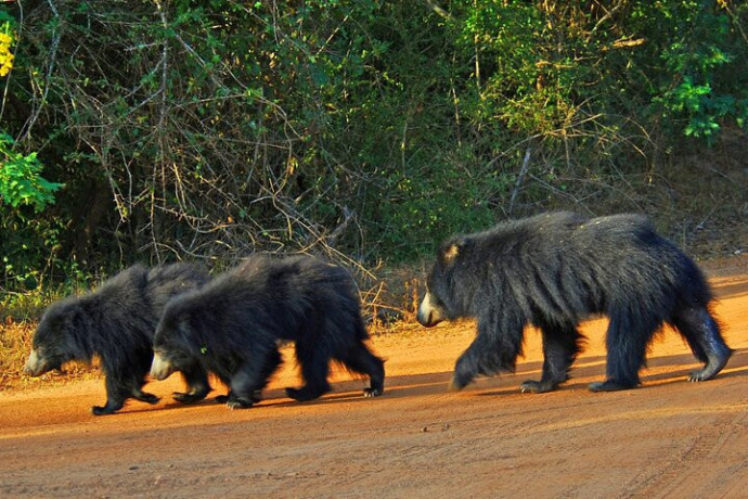 yala-national-park-a-premier-safari-destination-in-sri-lanka-big-0