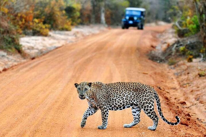 yala-national-park-a-premier-safari-destination-in-sri-lanka-big-2