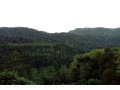 sinharaja-rainforest-tour-an-immersive-journey-through-sri-lankas-biodiverse-wilderness-in-ratnapura-small-0