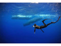 unforgettable-snorkeling-with-whales-in-mirissa-an-ocean-adventure-small-2