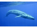 unforgettable-snorkeling-with-whales-in-mirissa-an-ocean-adventure-small-1