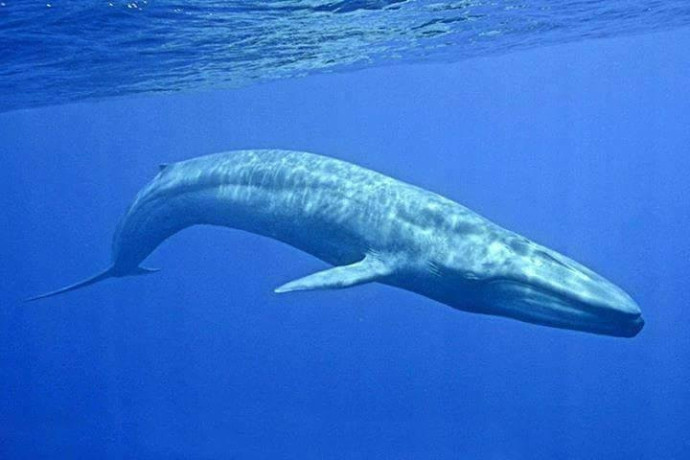 unforgettable-snorkeling-with-whales-in-mirissa-an-ocean-adventure-big-1