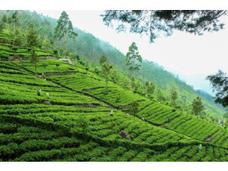 Lipton's Seat & Tea Factory Trail, A Scenic Day Tour Amidst Sri Lanka's Tea Plantations in NuwaraEliya