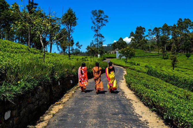 liptons-seat-tea-factory-trail-a-scenic-day-tour-amidst-sri-lankas-tea-plantations-in-nuwaraeliya-big-1