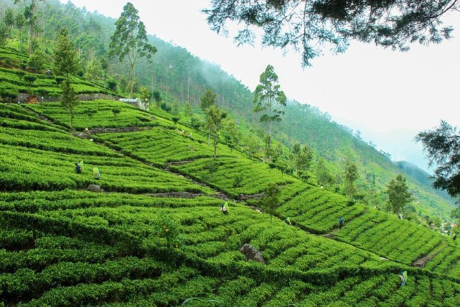 liptons-seat-tea-factory-trail-a-scenic-day-tour-amidst-sri-lankas-tea-plantations-in-nuwaraeliya-big-0