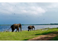 blend-of-shore-and-hills-a-14-day-sri-lanka-adventure-from-beaches-to-highlands-small-0