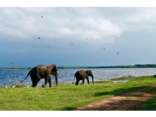 Blend of Shore and Hills, A 14-Day Sri Lanka Adventure from Beaches to Highlands