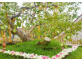 jaya-sri-maha-bodhi-the-sacred-bodhi-tree-of-anuradhapura-small-1