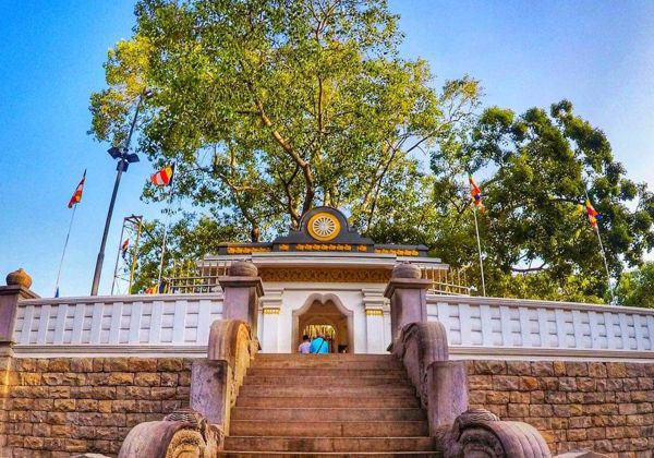 jaya-sri-maha-bodhi-the-sacred-bodhi-tree-of-anuradhapura-big-2