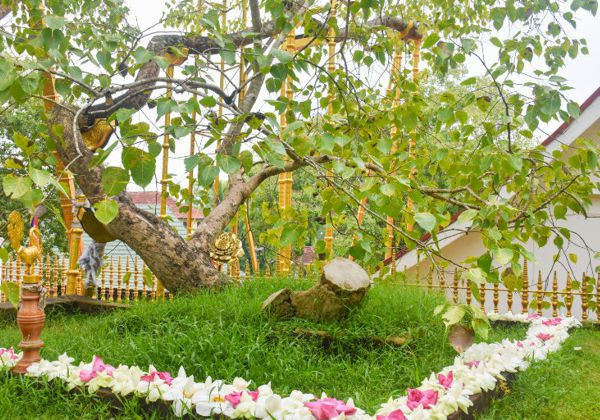 jaya-sri-maha-bodhi-the-sacred-bodhi-tree-of-anuradhapura-big-1