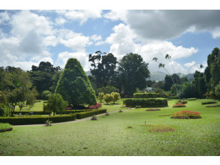 Royal Botanic Gardens, Peradeniya, Sri Lanka’s Floral Paradise