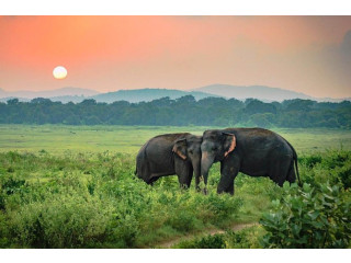 Udawalawe National Park, Sri Lanka’s Premier Elephant Sanctuary Udawalawe