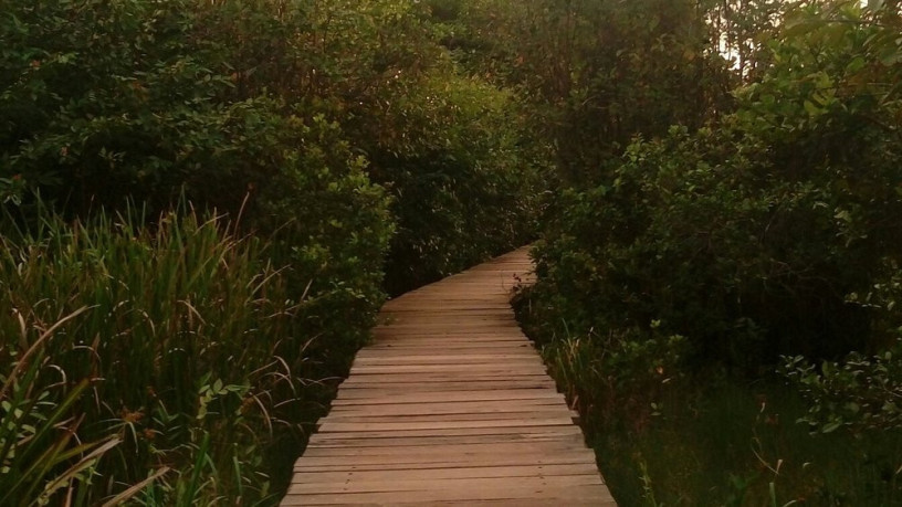 beddagana-wetland-park-colombos-urban-nature-reserve-in-colombo-big-1