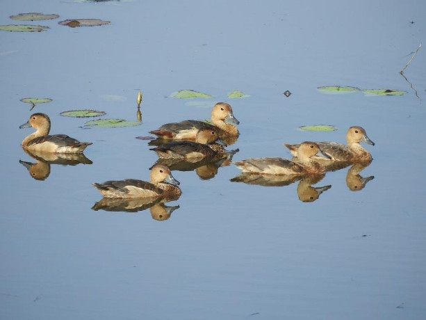 beddagana-wetland-park-colombos-urban-nature-reserve-in-colombo-big-2