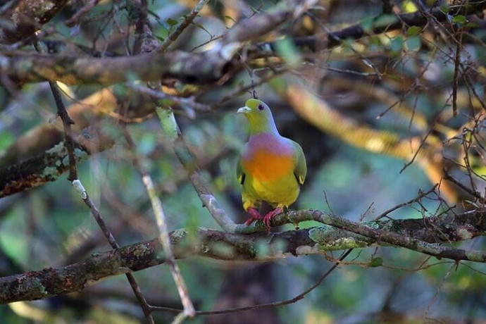 wilpattu-national-park-explore-sri-lankas-untamed-wilderness-in-puttalam-big-4