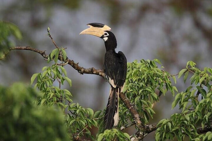 wilpattu-national-park-explore-sri-lankas-untamed-wilderness-in-puttalam-big-2