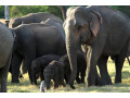 minneriya-national-park-sri-lankas-elephant-gathering-haven-in-minneriya-small-1