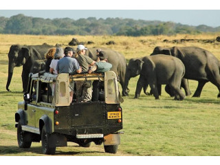 Minneriya National Park, Sri Lanka’s Elephant Gathering Haven in Minneriya