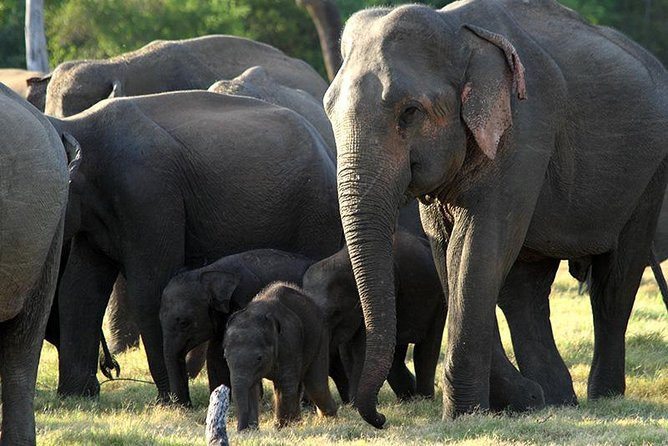 minneriya-national-park-sri-lankas-elephant-gathering-haven-in-minneriya-big-1