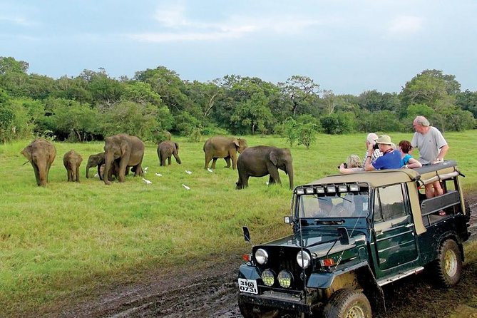 minneriya-national-park-sri-lankas-elephant-gathering-haven-in-minneriya-big-2