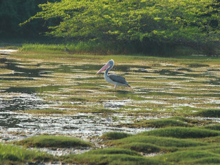 Bundala National Park, A Diverse Wildlife Haven in Sri Lanka