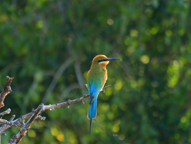 bundala-national-park-a-diverse-wildlife-haven-in-sri-lanka-big-1